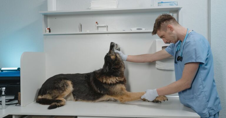 Un veterinario revisa un perro Pastor Alemán en un entorno clínico estéril.